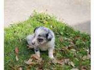 Border Collie Puppy for sale in Natchitoches, LA, USA