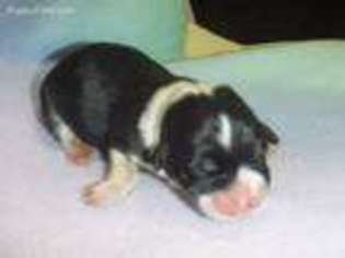 Pembroke Welsh Corgi Puppy for sale in San Pierre, IN, USA