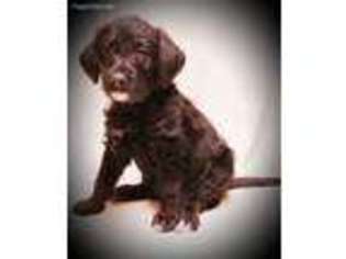 Labradoodle Puppy for sale in Sevierville, TN, USA