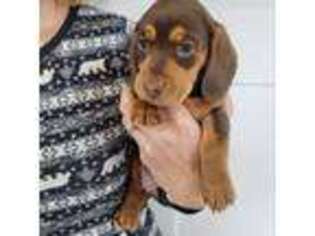 Dachshund Puppy for sale in Hotchkiss, CO, USA