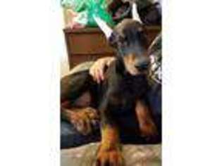 Doberman Pinscher Puppy for sale in Grove, OK, USA