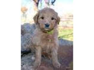 Goldendoodle Puppy for sale in Montrose, CO, USA