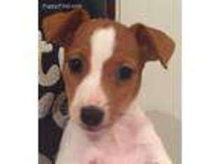 Jack Russell Terrier Puppy for sale in Wills Point, TX, USA