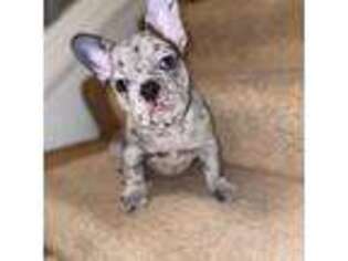 French Bulldog Puppy for sale in Lynnwood, WA, USA