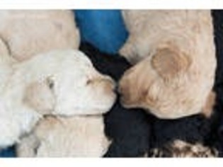 Goldendoodle Puppy for sale in Geneseo, NY, USA