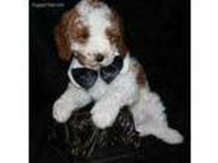 Mutt Puppy for sale in Wheelersburg, OH, USA