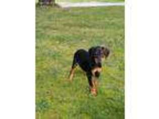 Doberman Pinscher Puppy for sale in Cleveland, OH, USA