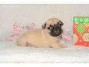 Pug Puppy for sale in Seymour, IA, USA