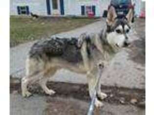 German Shepherd Dog Puppy for sale in Decatur, IN, USA