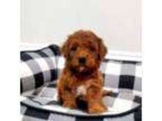 Goldendoodle Puppy for sale in Belmont, MI, USA