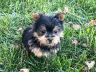 Yorkshire Terrier Puppy for sale in Nappanee, IN, USA