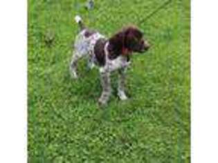 German Shorthaired Pointer Puppy for sale in Worcester, NY, USA