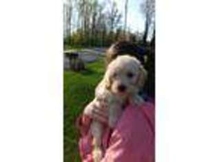 Labradoodle Puppy for sale in Ephrata, PA, USA