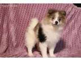 Pomeranian Puppy for sale in Apple Creek, OH, USA
