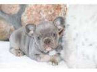 French Bulldog Puppy for sale in MERIDEN, CT, USA