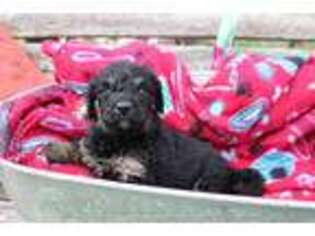 Mutt Puppy for sale in Linn, MO, USA
