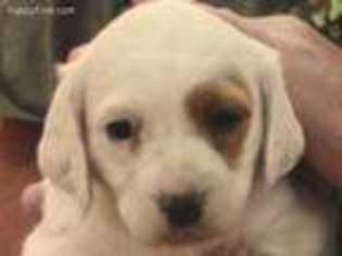 English Setter Puppy for sale in Powell Butte, OR, USA