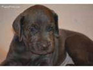 Weimaraner Puppy for sale in Waddell, AZ, USA