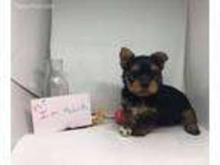 Yorkshire Terrier Puppy for sale in Prescott Valley, AZ, USA