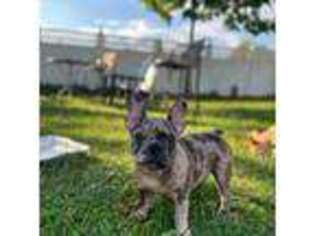 French Bulldog Puppy for sale in Bethpage, NY, USA