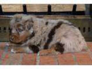 Australian Shepherd Puppy for sale in Russell Springs, KY, USA