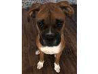 Boxer Puppy for sale in Chesterland, OH, USA
