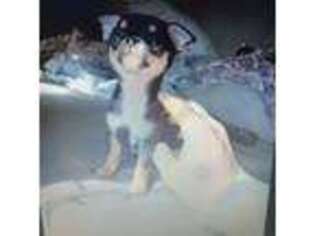 Chihuahua Puppy for sale in Canton, MI, USA
