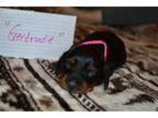 Dachshund Puppy for sale in International Falls, MN, USA