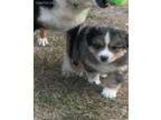 Australian Shepherd Puppy for sale in Herington, KS, USA