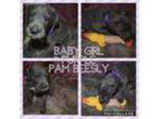 Great Dane Puppy for sale in Lockbourne, OH, USA