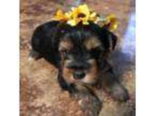 Yorkshire Terrier Puppy for sale in Zephyrhills, FL, USA