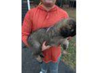 Mutt Puppy for sale in Staunton, VA, USA