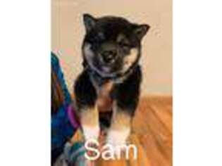 Shiba Inu Puppy for sale in Shevlin, MN, USA