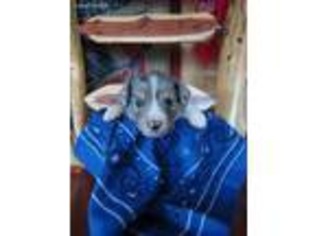 Australian Shepherd Puppy for sale in Dadeville, MO, USA
