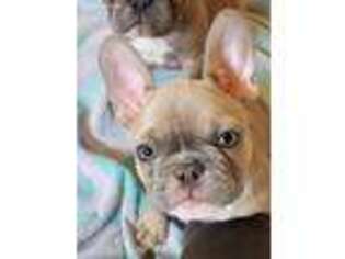 French Bulldog Puppy for sale in Carrier Mills, IL, USA