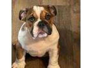 Bulldog Puppy for sale in Tuttle, OK, USA