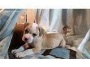 American Bulldog Puppy for sale in Oelwein, IA, USA