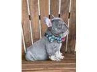 French Bulldog Puppy for sale in Maysville, KY, USA
