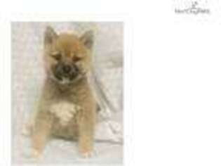 Shiba Inu Puppy for sale in Fort Worth, TX, USA