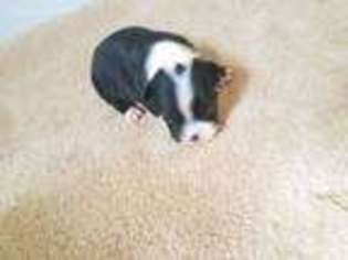 Mutt Puppy for sale in Thayer, KS, USA