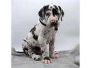 Great Dane Puppy for sale in Milford, IL, USA