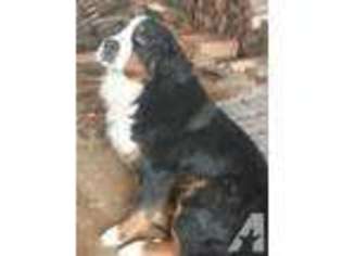 Bernese Mountain Dog Puppy for sale in SANDPOINT, ID, USA
