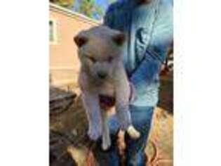 Shiba Inu Puppy for sale in Mariposa, CA, USA
