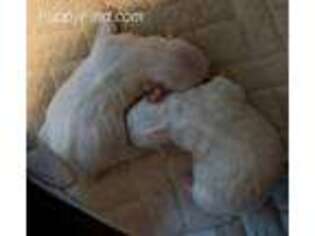 Maltese Puppy for sale in Houston, DE, USA