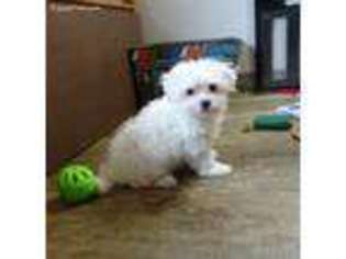 Maltese Puppy for sale in Clare, IL, USA
