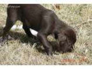 German Wirehaired Pointer Puppy for sale in Baker City, OR, USA