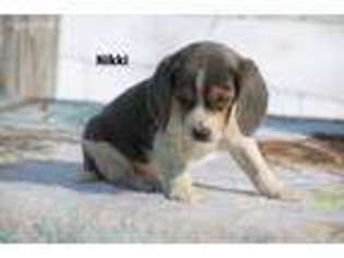 Beagle Puppy for sale in Memphis, TN, USA
