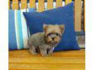 Yorkshire Terrier Puppy for sale in Payson, UT, USA