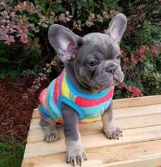 French Bulldog Puppy for sale in Hotchkiss, CO, USA