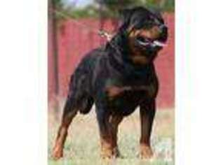 Rottweiler Puppy for sale in TRACY, CA, USA